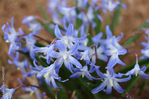 Closeup of light blue-violet (blue-purple) flower cluster on chinodoxa photo