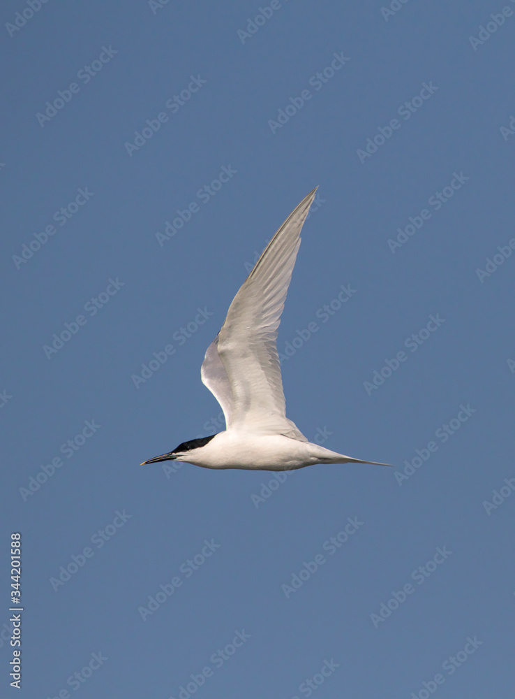 Profile Of A Sandwich Tern, Sterna Sandvicensis,With Wings Extended Flying Across In Front Of A Background Of Blue Sky. Taken at Stanpit Marsh UK Profile Of A Sandwich Tern, Sterna Sandvicensis,With Wings Extended Flying Across In Front Of A Background Of Blue Sky. Taken at Stanpit Marsh UK