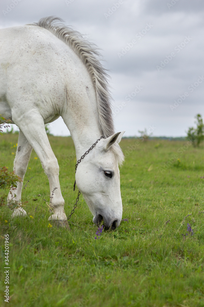 A white horse grazes on a green meadow A white horse grazes on a green meadow