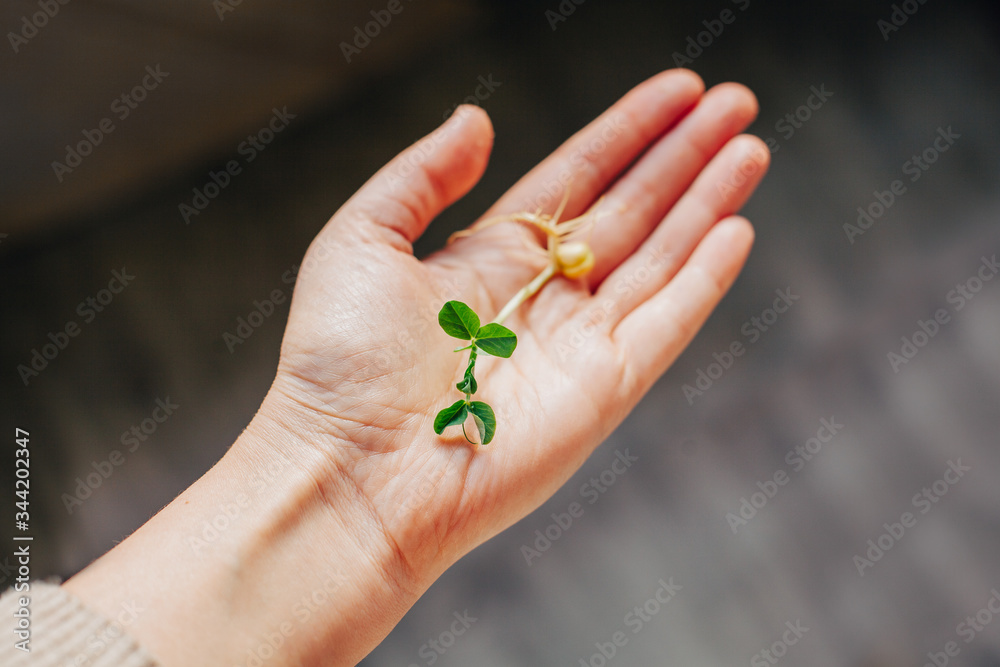 Female hands on the hands of green leaves, plaster on the hands. Beautiful hands. Female hands on the hands of green leaves, plaster on the hands. Beautiful hands.
