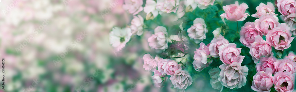 Fototapeta premium Background with pale pink roses. Greeting concept