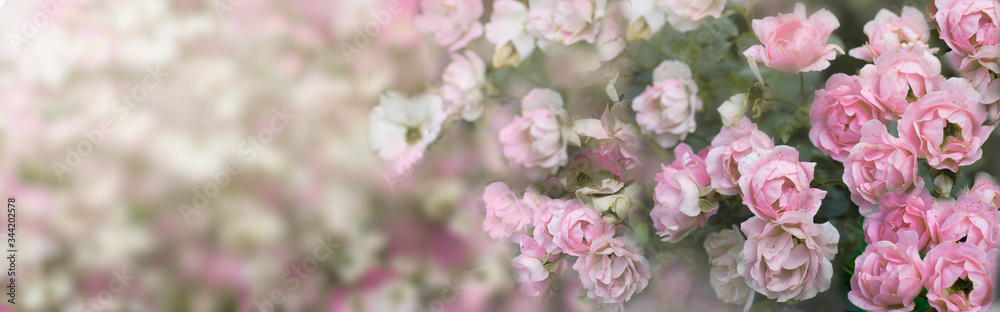 Background with pale pink roses. Greeting concept Background with pale pink roses. Greeting concept