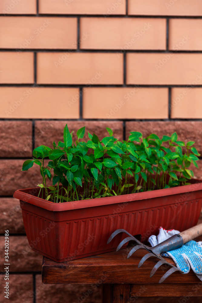 Pepper seedlings in brown plastic pot stand on the wooden bench near house wall.