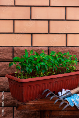 Pepper seedlings in brown plastic pot stand on the wooden bench near house wall. © SOLOTU