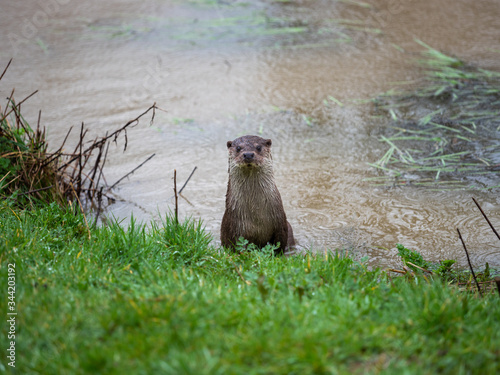 Eurasian otter (Lutra lutra) on a grass bank photo