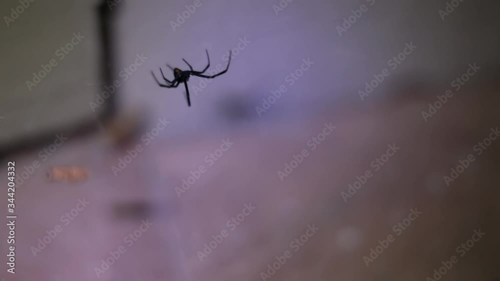 Close up of a busy Black Widow spider Close up of a busy Black Widow spider