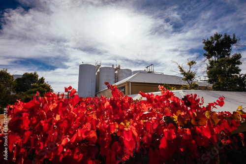 Seppelt Winery photo