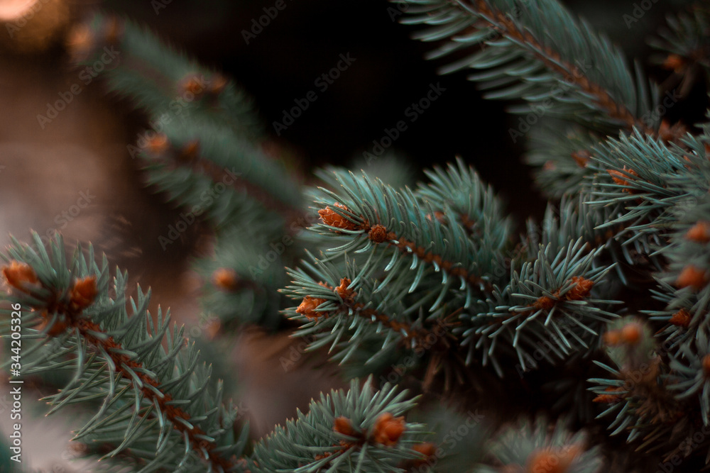 close up of a pine tree