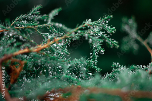 dew on the branches © Maestro Daniel