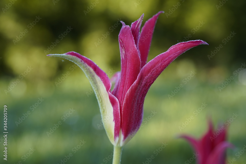 beautiful colorful tulips with dew drops in the garden beautiful colorful tulips with dew drops in the garden