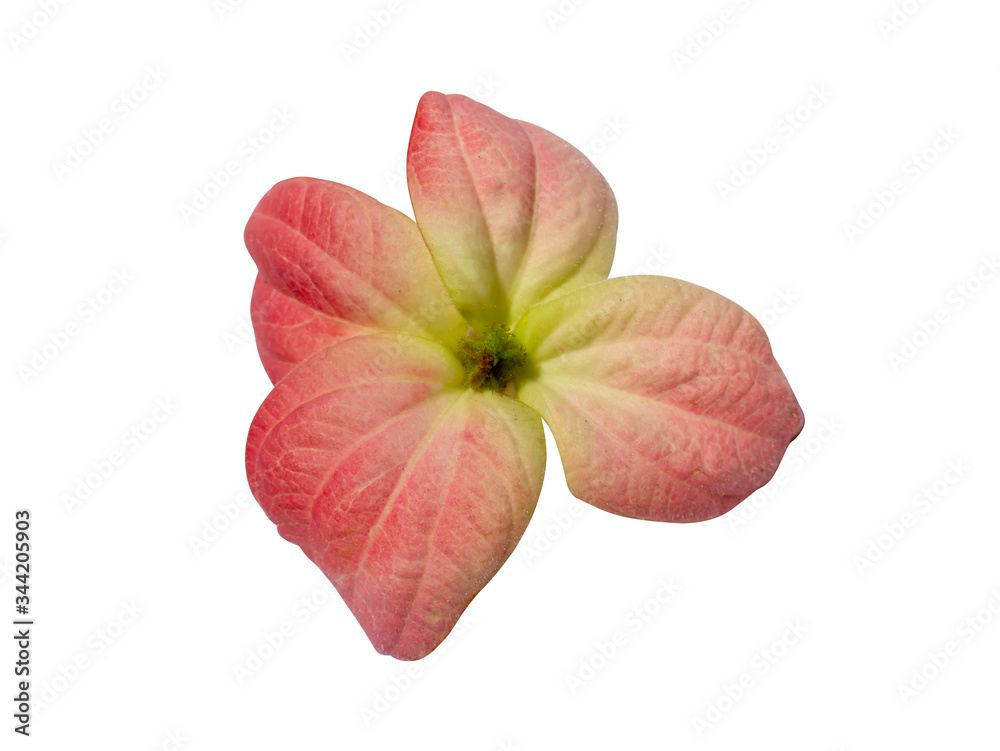Close up Dond flower on white background. Close up Dond flower on white background.