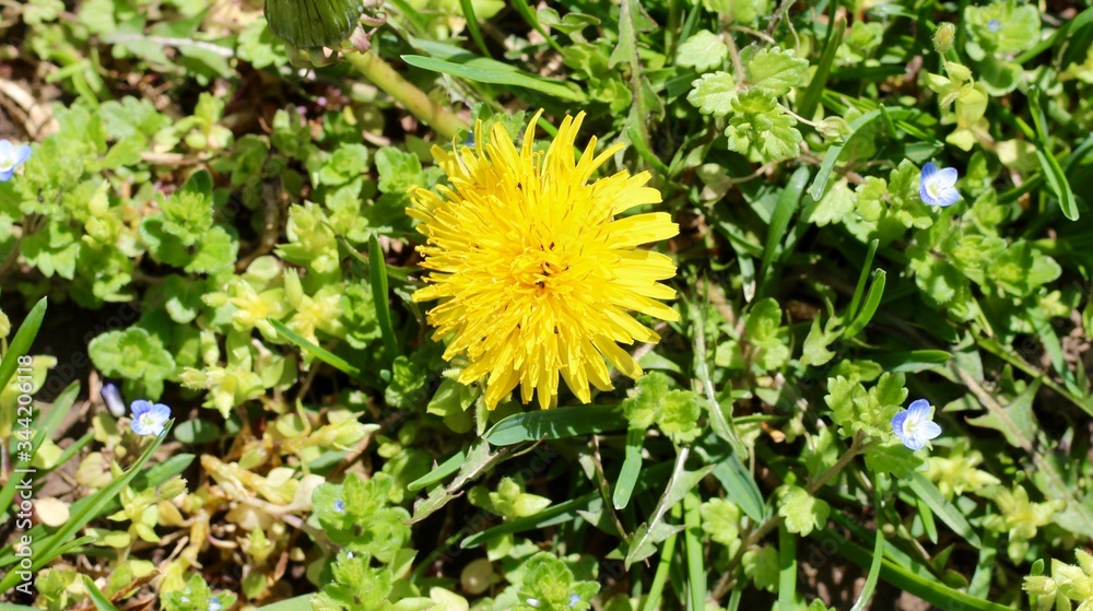 A close view of the yellow dandelion in the green grass surface. A close view of the yellow dandelion in the green grass surface.