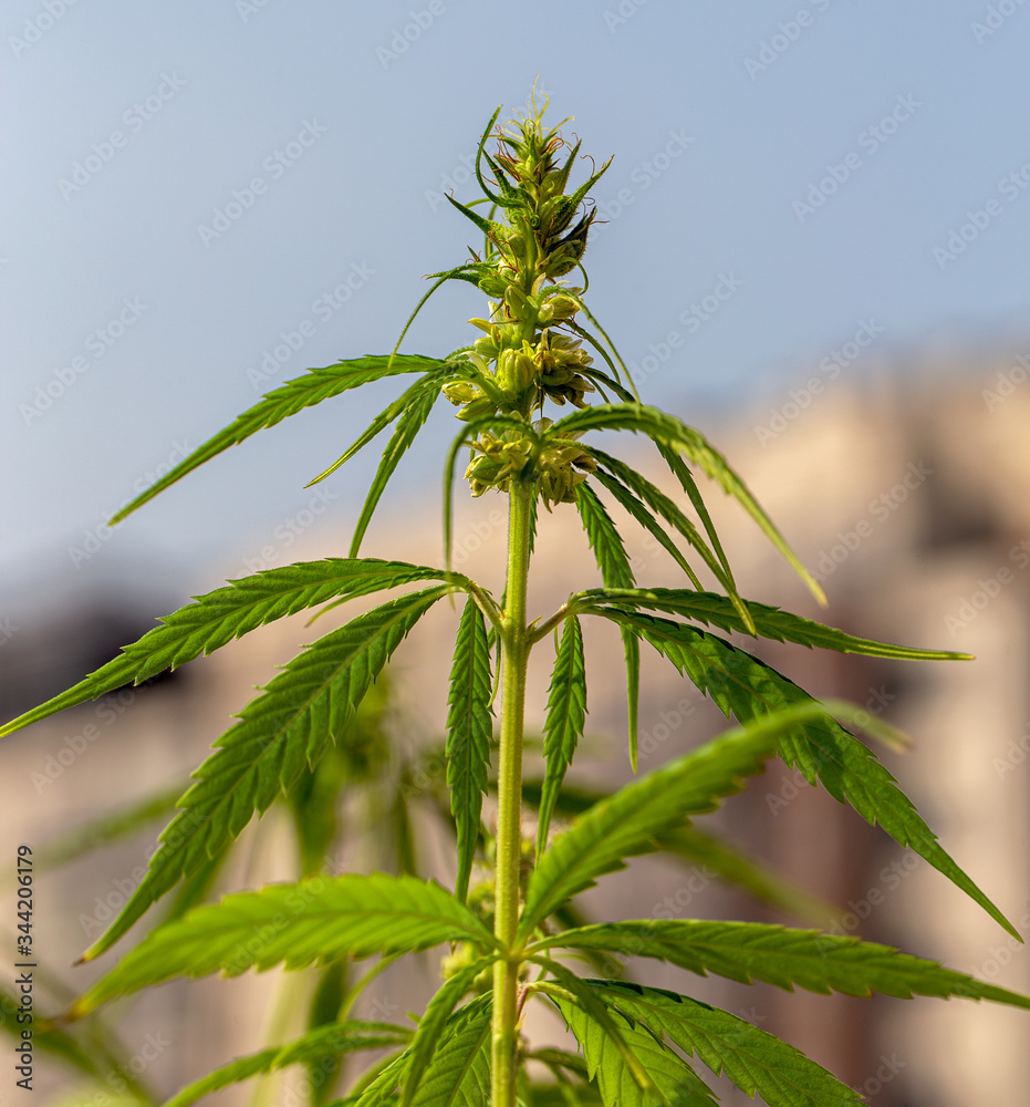 Detail of cannabis cola with visible hairs and leaves on flowering . Blooming Marijuana plant with early white Flowers, cannabis sativa leaves, marihuana Detail of cannabis cola with visible hairs and leaves on flowering . Blooming Marijuana plant with early white Flowers, cannabis sativa leaves, marihuana