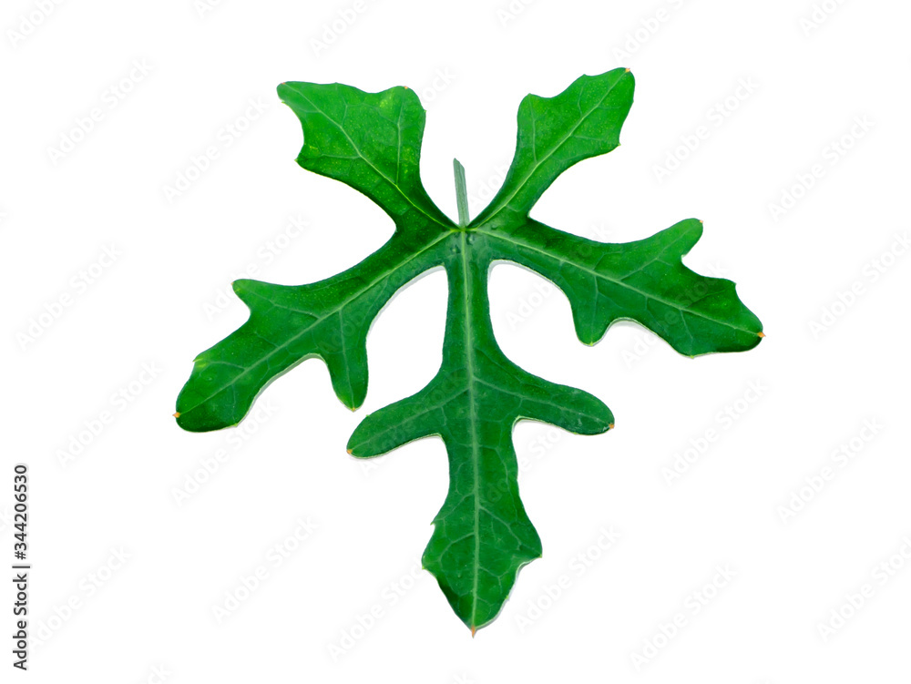 Fototapeta premium Close up Green ivy leaf on white background with soft shadow.