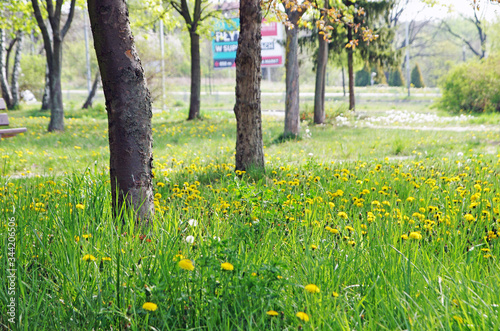 Fototapeta Naklejka Na Ścianę i Meble -  Soczysta trawa w mieście w parku wiosną