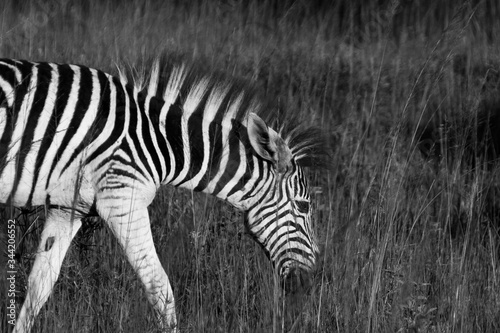 A beautiful zebra with black and white stripes is eating from the high grass in the wildlife of South Africa