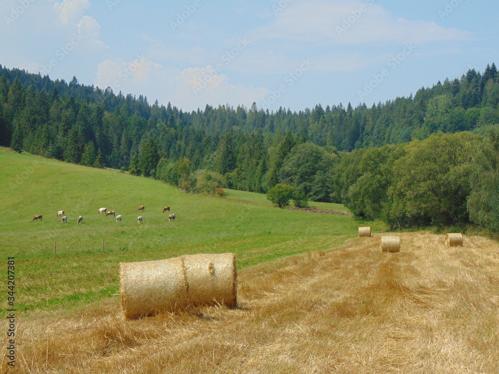 Górskie pola po zbiorach