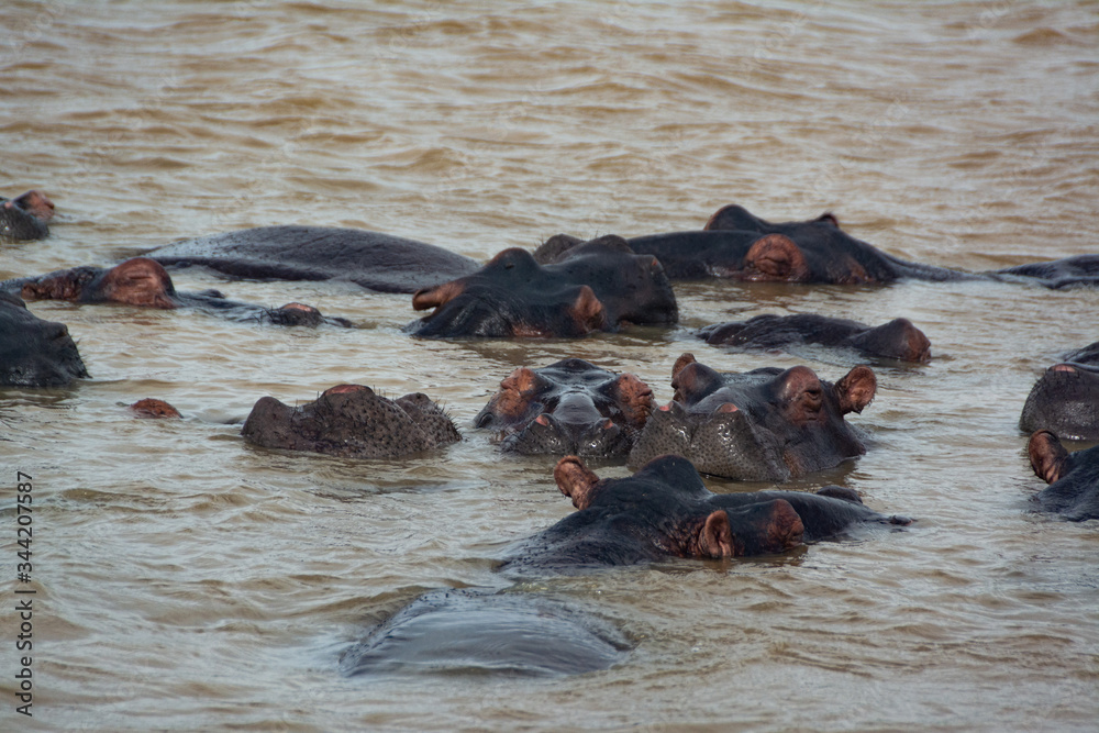 Fototapeta premium A family of one of the dangerous animals on earth, the hippos, are chilling in the Wetland river of the lake of St. Lucia in South Africa. Belongs to iSimangaliso Wetland Park