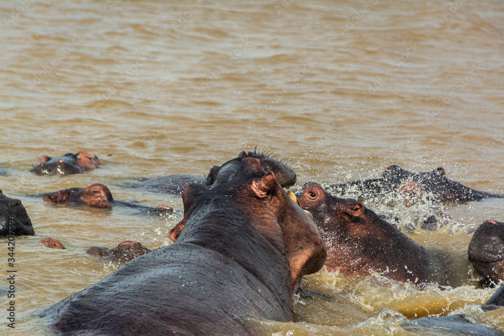 Fototapeta premium One of the dangerous animals on earth, the hippos, are fighting in the Wetland river of the lake of St. Lucia in South Africa. Belongs to iSimangaliso Wetland Park