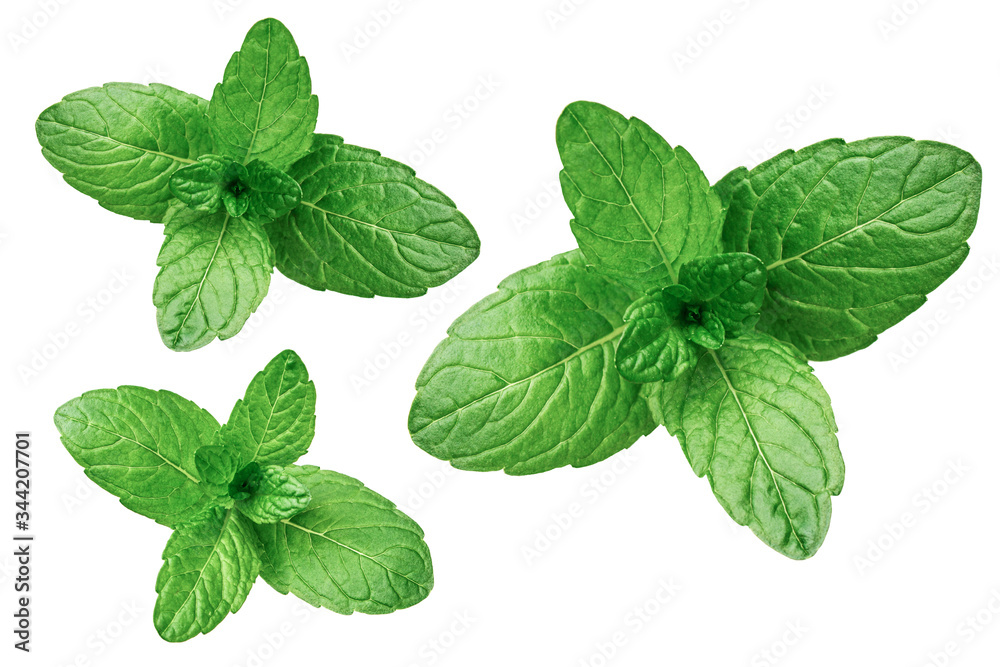 Mint leaves isolated on white background Mint leaves isolated on white background