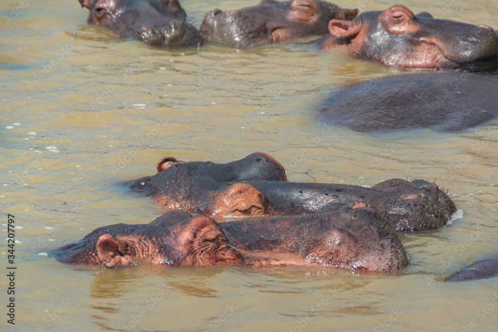 A family of one of the dangerous animals on earth, the hippos, are chilling in the Wetland river of the lake of St. Lucia in South Africa. Belongs to iSimangaliso Wetland Park A family of one of the dangerous animals on earth, the hippos, are chilling in the Wetland river of the lake of St. Lucia in South Africa. Belongs to iSimangaliso Wetland Park
