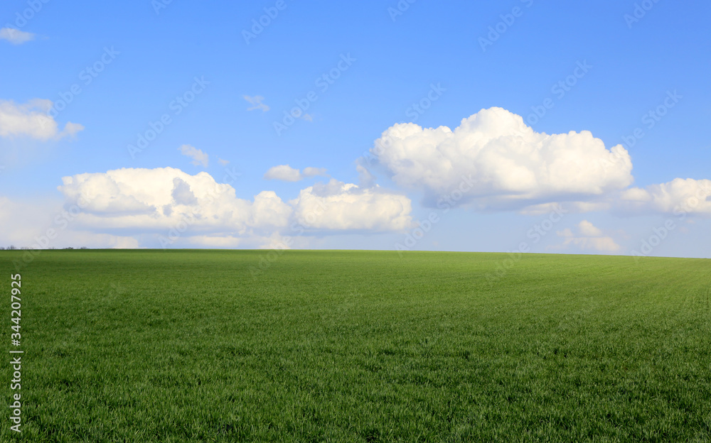 green meadow under nice sky