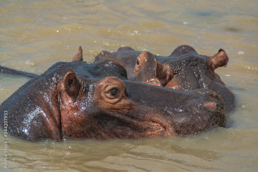 A family of one of  the dangerous animals on earth, the hippos, are chilling in the Wetland river of the lake of St. Lucia in South Africa. Belongs to iSimangaliso Wetland Park