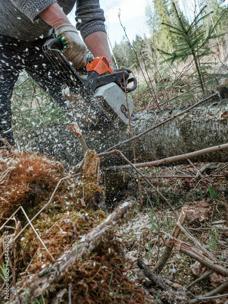 lumberjack cuts down trees with a chainsaw Stock Photo | Adobe Stock