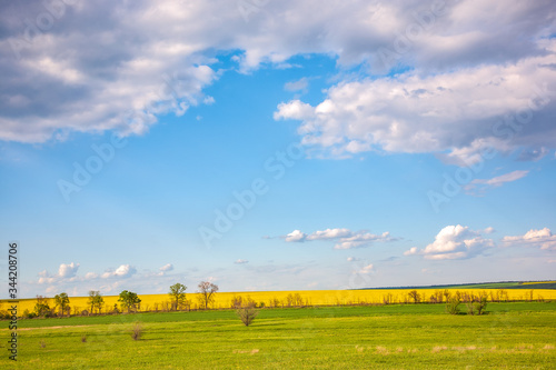 A rapeseed field. A beautiful sky with floating clouds