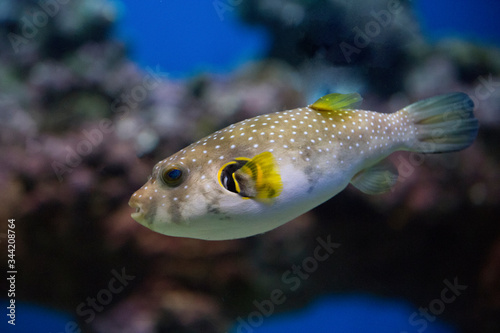 Spotted puffer fish in an aquarium underwater