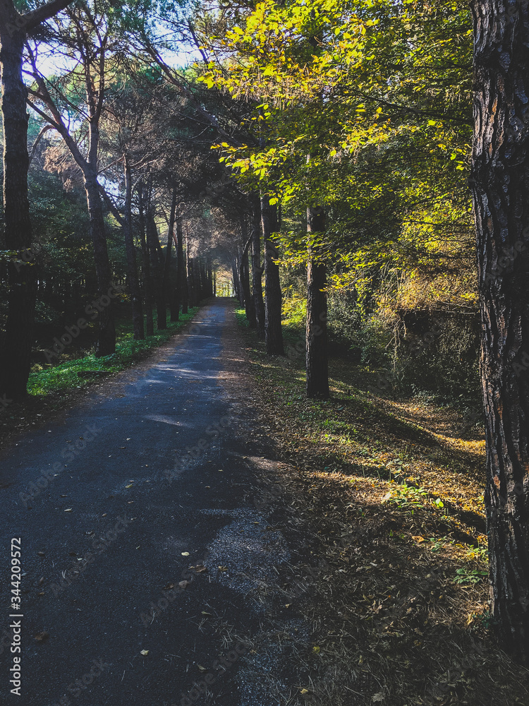 Obraz premium path in autumn forest