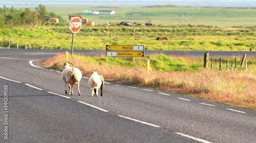 A goat family running at the highway in iceland