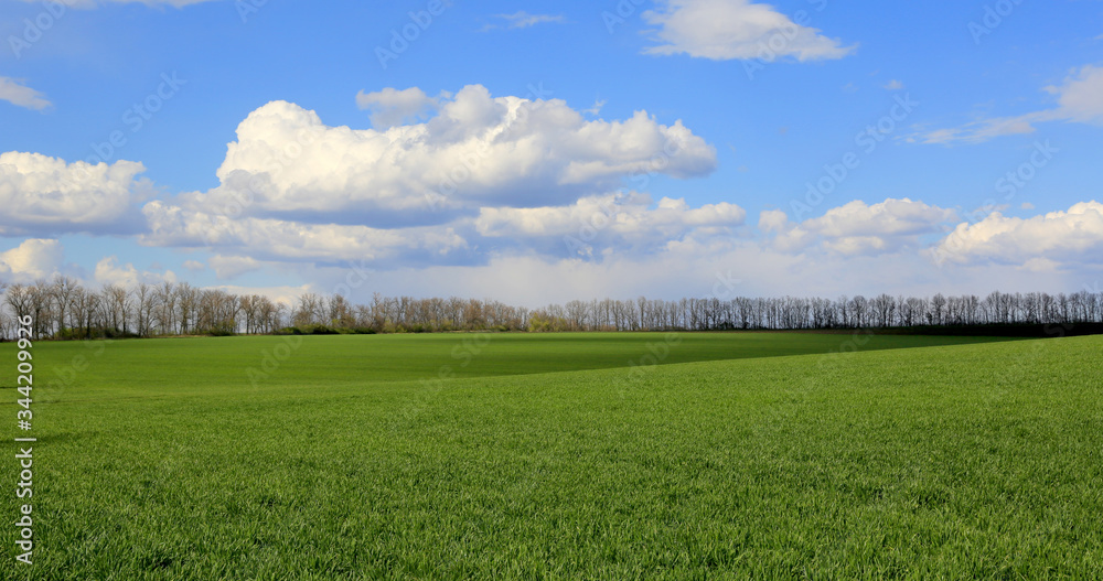 Obraz premium nice green field in spring day