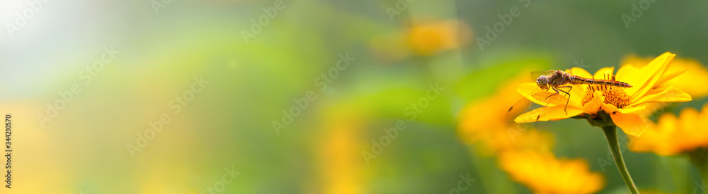 .Dragonfly. Banner. A large dragonfly sits on a yellow flower, left empty space for text .Dragonfly. Banner. A large dragonfly sits on a yellow flower, left empty space for text