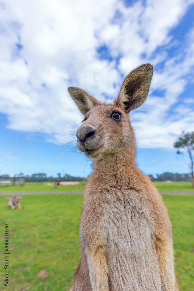Fototapeta premium A Kangaroo Foreground In Australia