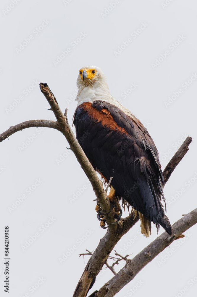 African Fish Eagle (Haliaeetus vocifer), Murchison Falls National Park, Uganda. African Fish Eagle (Haliaeetus vocifer), Murchison Falls National Park, Uganda.