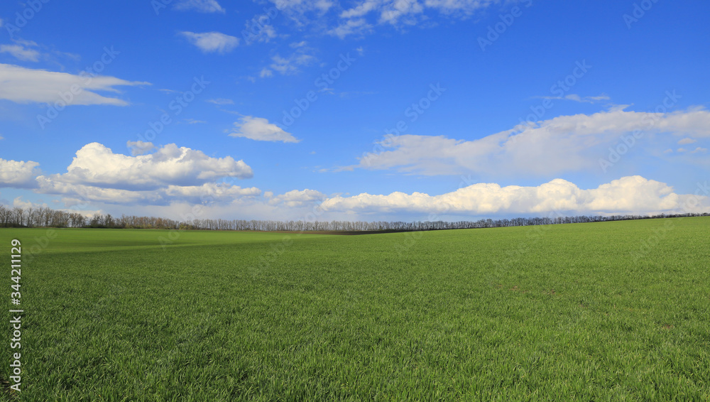 Obraz premium spring landscape with green field