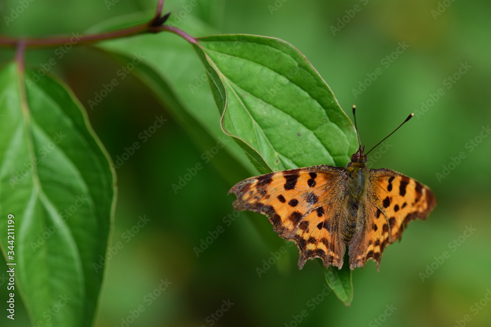 Schmetterling des Jahres 2018, der Schmetterling des Jahres 2018, der