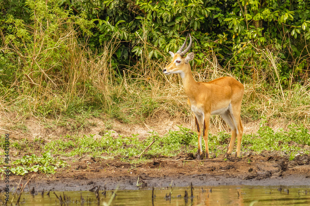 A male kob (Kobus kob) standing on the riverbanks of the Victoria Nile , Murchison Falls National Park, Uganda.