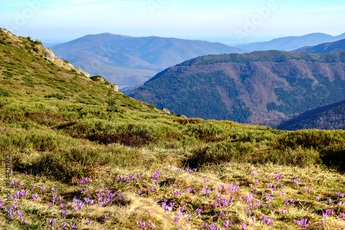 Beautiful sunny spring landscape with crocuses. Ciucas mountains  Brasov county  Romania  1720m
