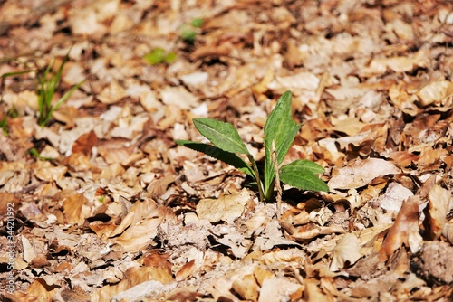 Waldboden, Laub, Grüne Pflanze zwischen braunem Laub, Hitnergrund, Platz für Text