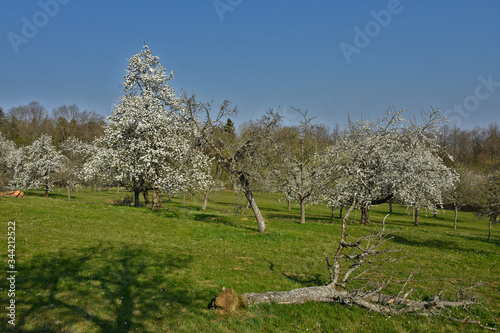 Streuobstwiese mit blühenden Obstbäumen photo
