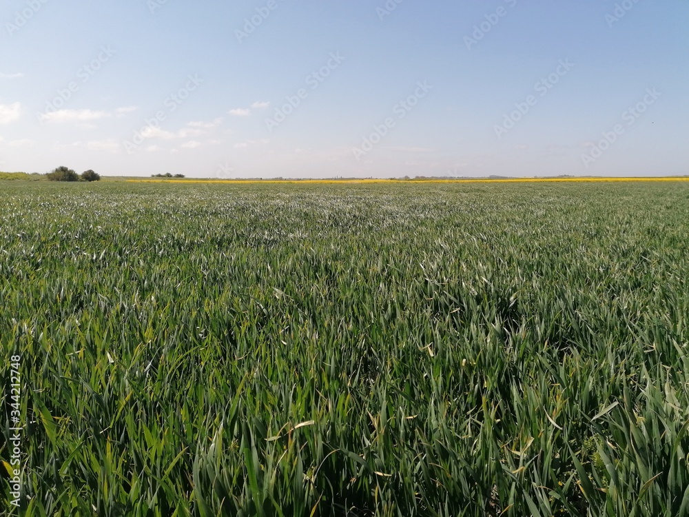 field rural green blue field rural green blue