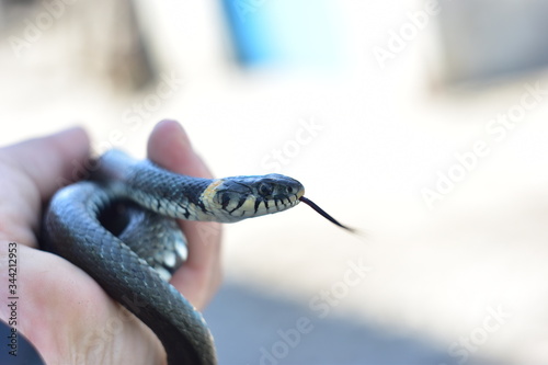 grass-snake is ubiquitous with humans photo