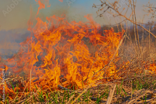 Fire flame of burning dry grass in the field