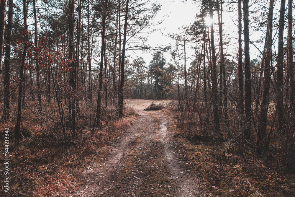 Fototapeta premium Path in the woods