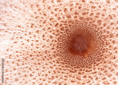 Fresh mushroom hat  cap  top centre circular texture  natural surface macro detail  light brown. Fungi organic round background  bright floral backdrop  parasol top view