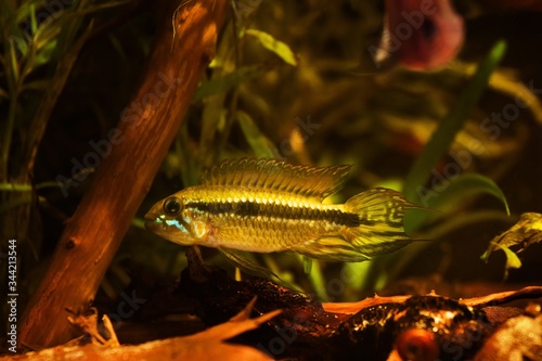 Photography adult wild dominant male Apistogramma mendezi, rare freshwater dwarf cichlid in