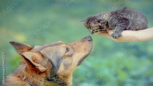 kitten and dog