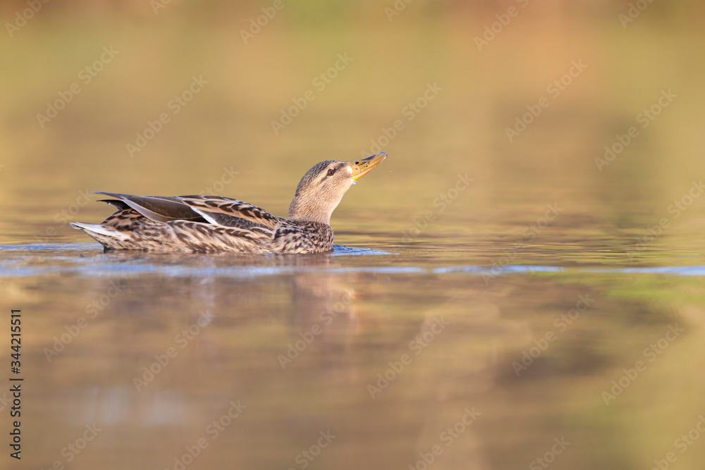 Fototapeta premium An adult female mallard (Anas platyrhynchos) swimming and foraging in a pond in the city of Berlin Germany. Photographed from a low-angle in the water.